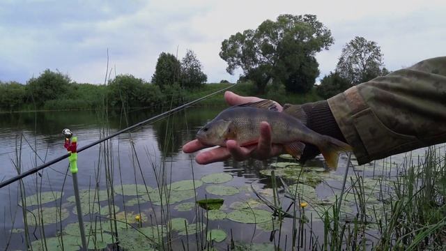 Рыбалка на ФИДЕР и СПИННИНГ! Ловля летом (форель, лещ, окунь, плотва, щука)! Видео нарезка! смотреть онлайн