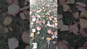 Прогулка в лесу, собираю грибы