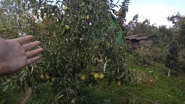Груша сорт Памяти Яковлева. Один из лучших сортов для Подмосковья. смотреть онлайн