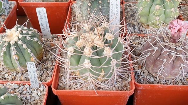Коллекция gymnocalycium Григория Мухина, Фастов, сеетябрь 2021 смотреть онлайн