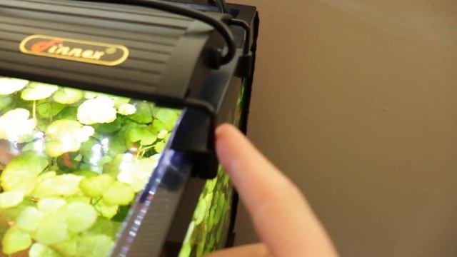 Planted 20 Gallon Long | Update