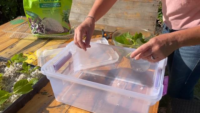 How To Propagate Hydrangeas From Cuttings the Easy Way смотреть онлайн