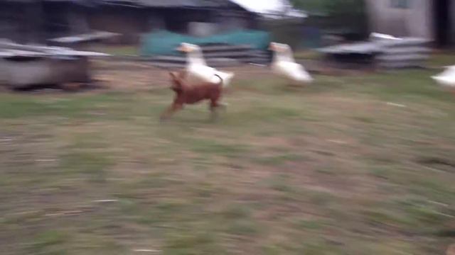 Цвергпинчер-Кура-гуси погоня смотреть онлайн