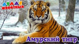 Амурский тигр Атлас Животных