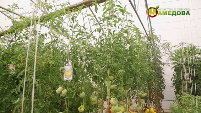 10 ТОПОВЫХ салатных сортов. Обзор наших БИФ-ТОМАТОВ. смотреть онлайн