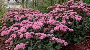 ТОП 10 Многолетников, Которые Пышно ЦВЕТУТ Без Полива ??  Для Солнечной Клумбы ? САМЫЕ Эффектные ??