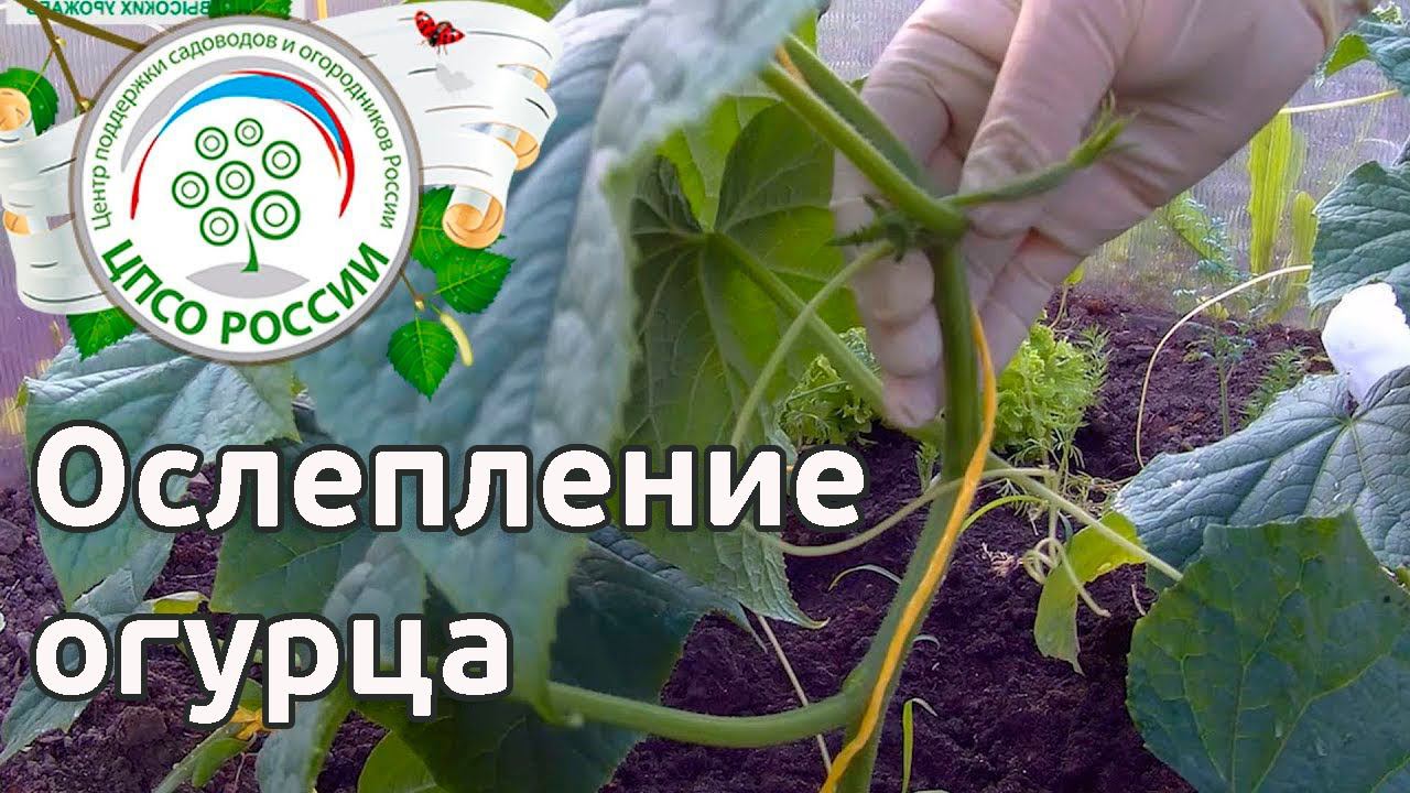 Формирование огурцов в теплице. Ослепление огурца.