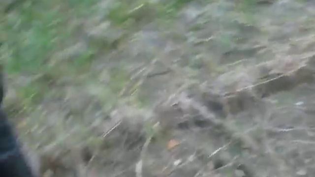 Исследование медвежьих следов. Лето 2010. смотреть онлайн