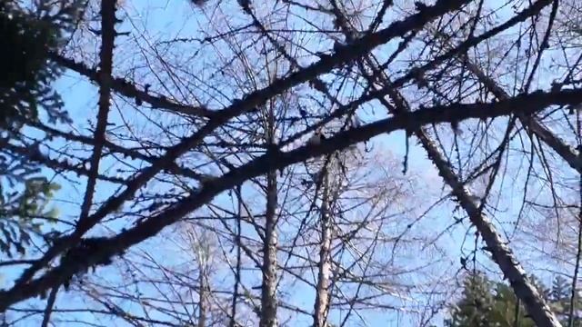 Показываю как различить в лесу Ёлку, от Лиственниц смотреть онлайн