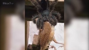 Кобра Атакует! Подборка Самых Поразительных Схваток Диких Животных