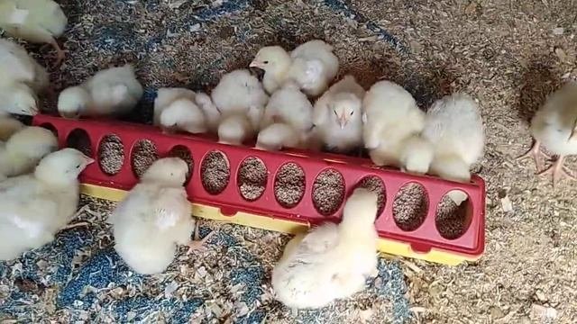 Цыплята бройлеры. 5 дней