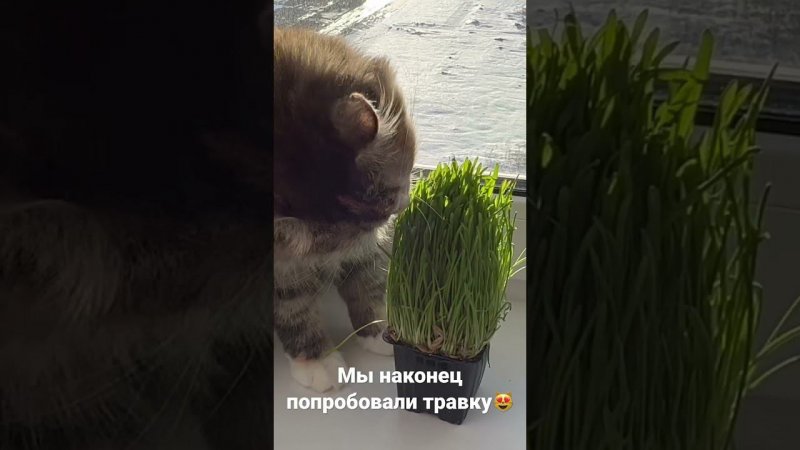 Травка для Бусинки