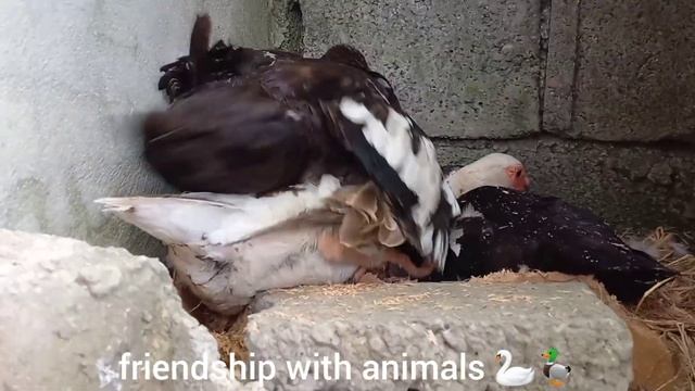 Moment of mating duck with goose смотреть онлайн