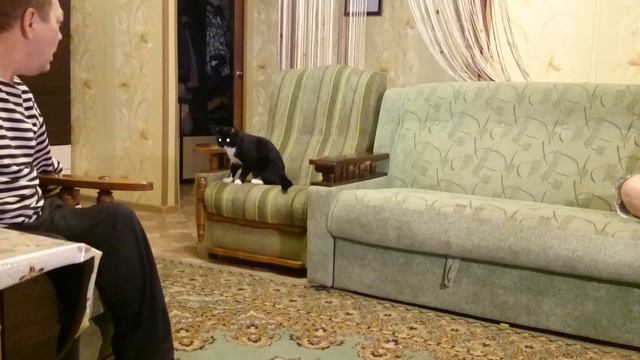 Кот и команда ФАС смотреть онлайн