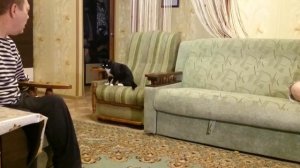 Кот и команда ФАС