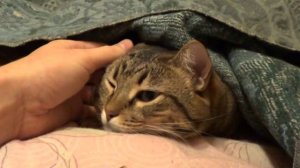 Кошка спит под одеялом