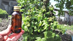 Убийца тли всех разновидностей 1 раз пшикаете и забываете о тле на весь сезон! Биотлин от тли