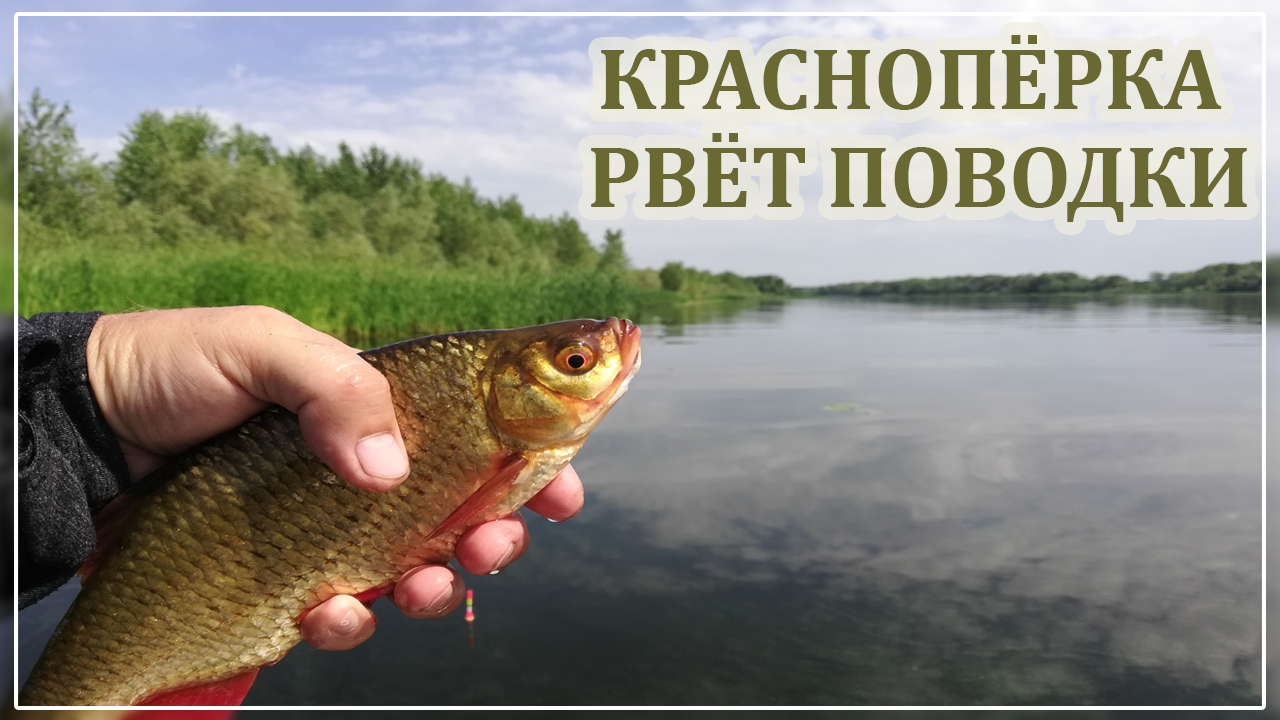 Ловим на поплавочную удочку.Болонская удочка.Краснопёрка рвёт поводки.