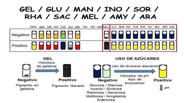 Prácticas de Microbiología. Pruebas bioquímicas para la identificación de bacterias. Vídeo 8 смотреть онлайн