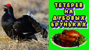Тетерев на дубовых  бруньках.