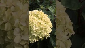 Метельчатая гортензия Perle de Festival