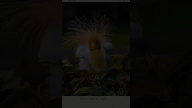 Необычные птицы , интересной внешности