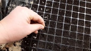 Выращивание павловнии с семян. Высеваем правильно.