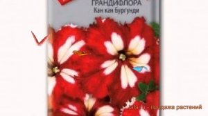 Петуния грандифлора Кан кан бургунди ? обзор: как сажать, семена петунии Кан кан бургунди