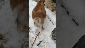 Окот у козы через неделю. В животе урагат, а точнее Тайфун/ беременность козы/ беременная коза