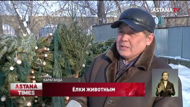 Необычный способ утилизации новогодних елок придумали жители Караганды смотреть онлайн