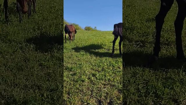 Кабардинская порода лошадей смотреть онлайн
