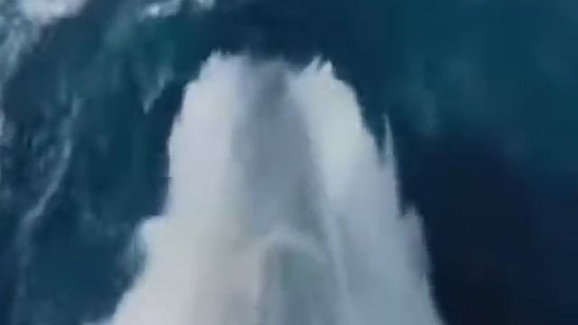 Повседневная морская жизнь.