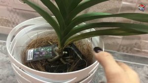 Расширяю коллекцию видов орхидей - Аскоцентрум Миниатум (Ascocentrum Miniatum), младший брат Ванды