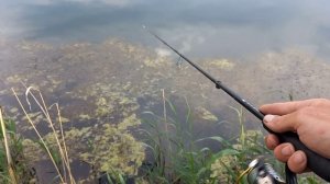 Самая Уловистая Снасть на Окуня. Ловля Окуня Отводным Поводком. Рыбалка на окуня весной.