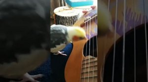 Попугай играет на гитаре