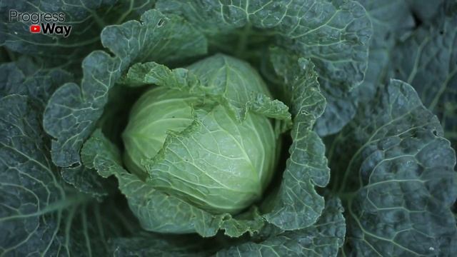 ВОТ ТЕПЕРЬ КОЧАН КАПУСТЫ ПЛОТНЫЙ И БЕЗ СЛИЗНЕЙ сделайте так в июле-августе. Уход за капустой летом смотреть онлайн
