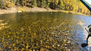 В тайгу за хариусом и ленком трейлер. 4K. Fishing on the mountain river