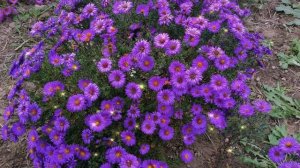 Л. ВЕЛИКАНОВА Сентябринки