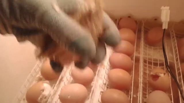 Цыплята Мастер Грей и Гриз Бар, первый день. Как вылупливались. смотреть онлайн