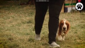 Топ 10 крупных пород собак для квартиры. Wolf TV.