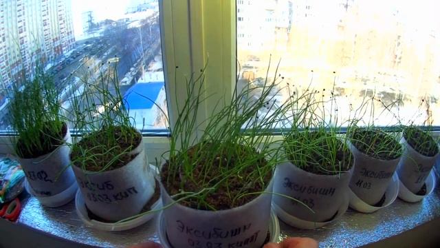 Уход за луком ЭКСИБИШН от всходов В УЛИТКЕ до сбора урожая! Делюсь опытом. смотреть онлайн
