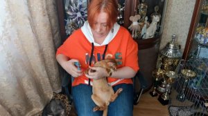 Как подстричь когти котёнку