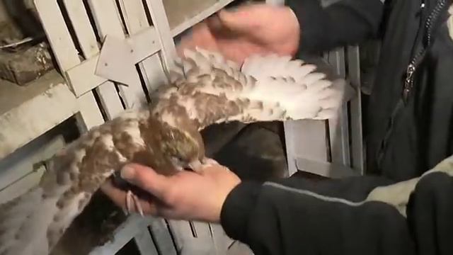 Видео Виктор Кременской смотреть онлайн