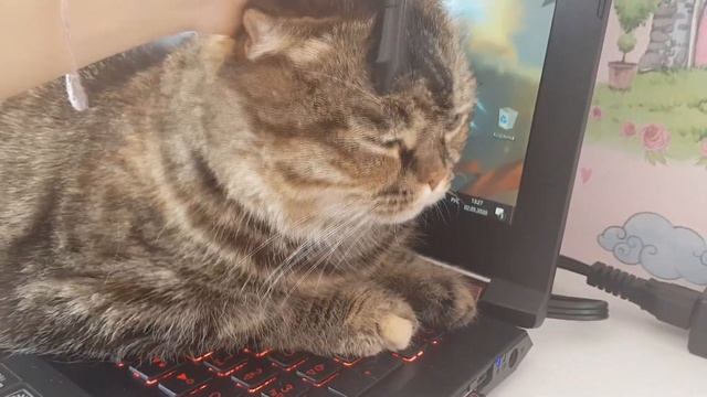 Почему я не могу рисовать.. || Знакомьтесь, это Нола! смотреть онлайн