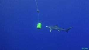 Синяя акула - Blue Shark