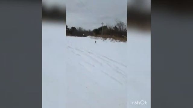 Термоядерная собака ходила на прогулку в лес. 4 ноября. Видео сделал муж. смотреть онлайн