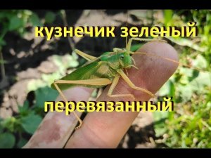 Кузнечик зеленый перевязанный / насекомые / обзор, строение, особенности