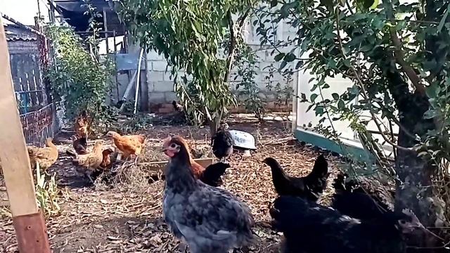 Цыплята породы Джерсийский Гигант и Лакеданзи на прогулке. смотреть онлайн