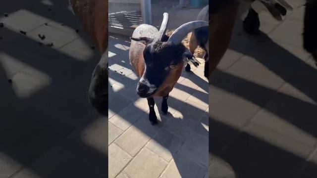 Московский Зоопарк. Полное видео есть на канале. смотреть онлайн