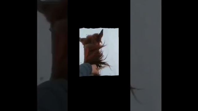 наездница